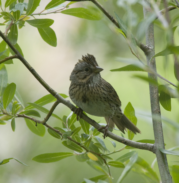 Passeriformes