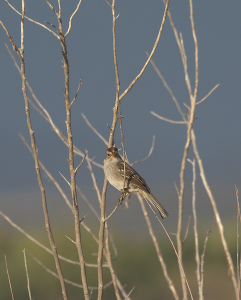 Zonotrichia leucophrys