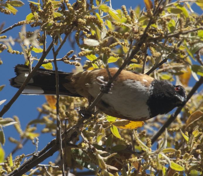 Emberizidae