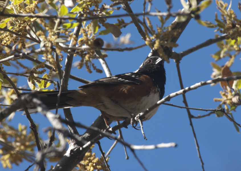 Passeriformes