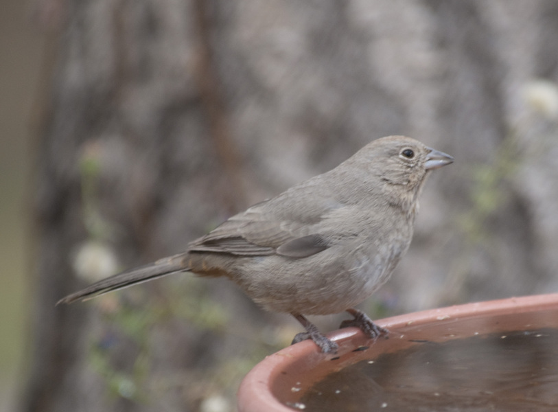 towhee5872