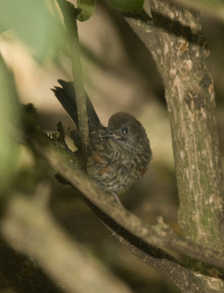 towhee9408