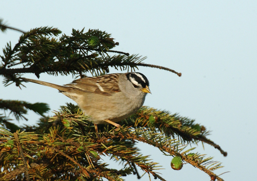 Passeriformes