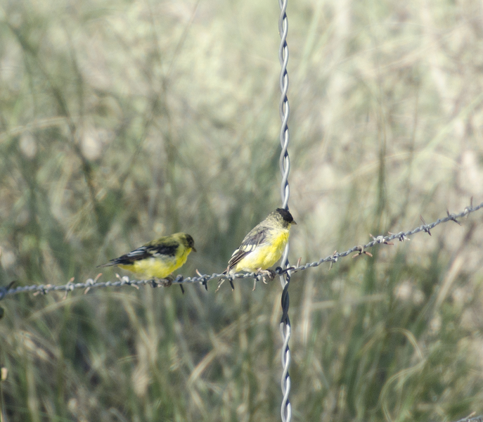 Passeriformes