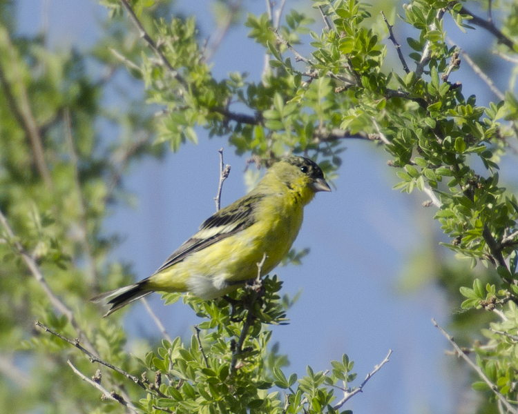 Fringillidae