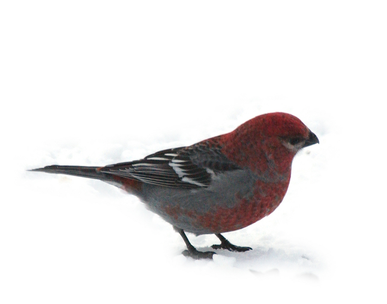 pinegrosbeak3420