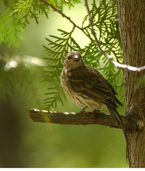 purple_finch_female2104