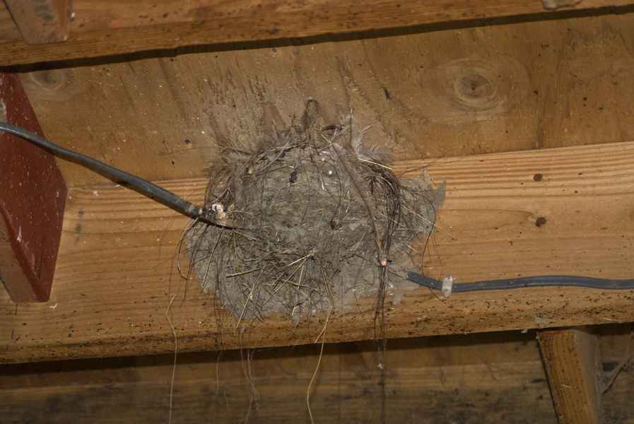 Hirundo rustica