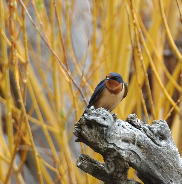 Hirundo rustica