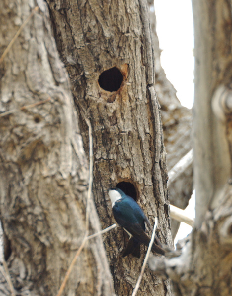 Passeriformes