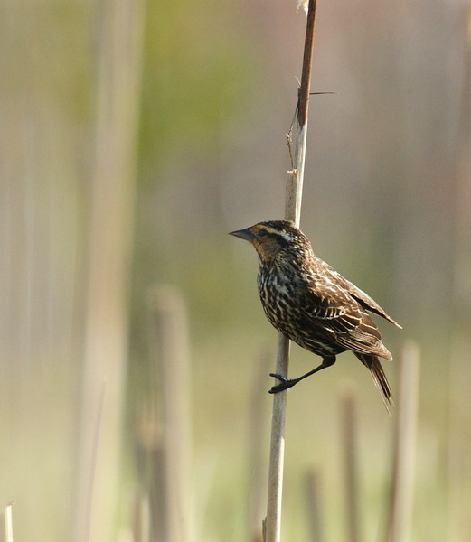 Agelaius phoeniceus