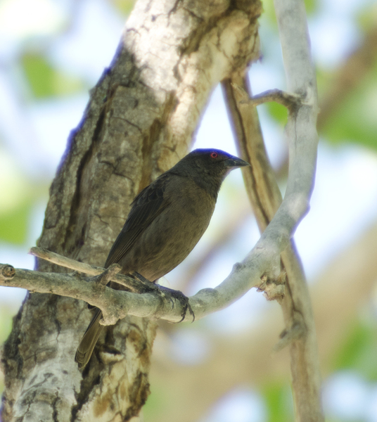 cowbird_7295