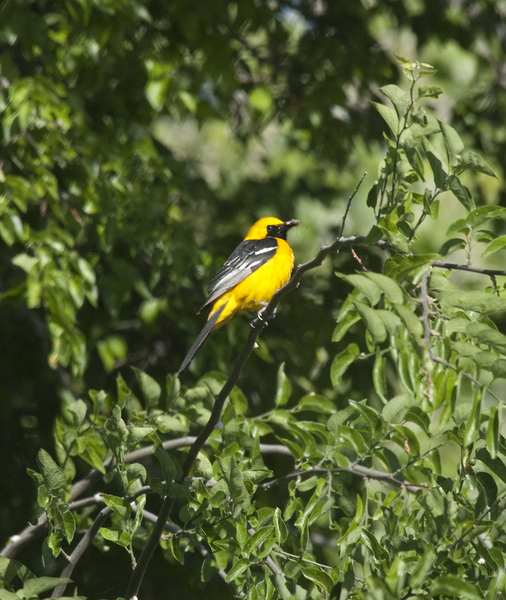 hooded_oriole1201