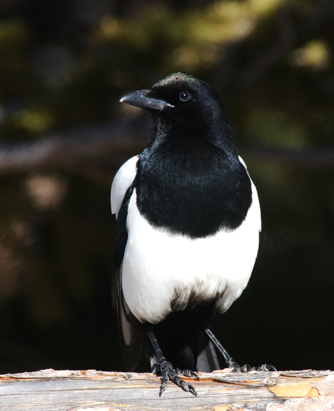 Pica hudsonia