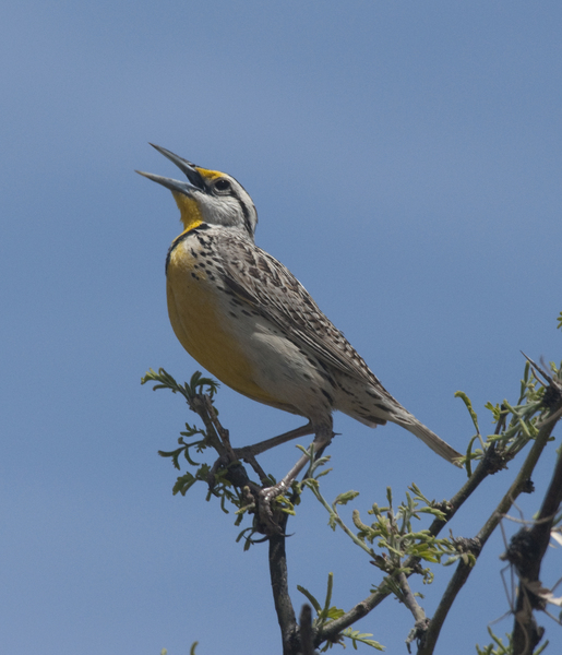 Icteridae