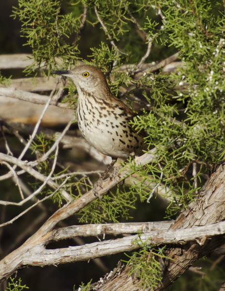 Passeriformes