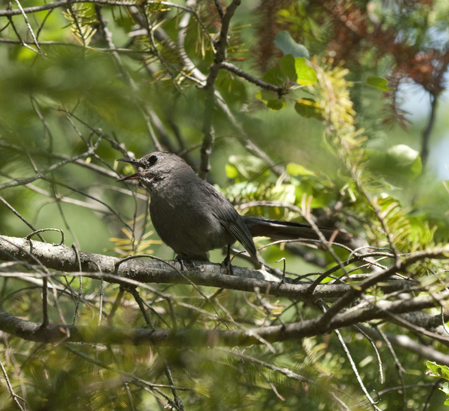 Passeriformes