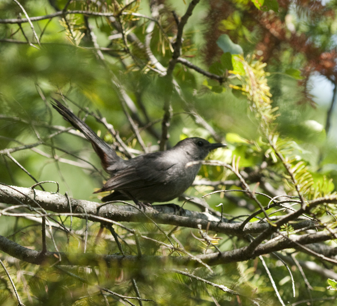 Passeriformes