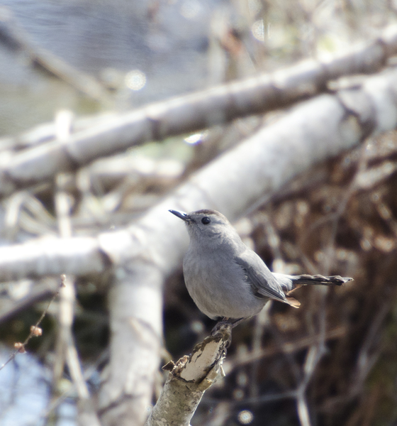 Passeriformes