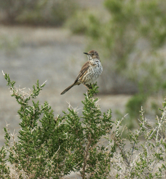 Muscicapoidea