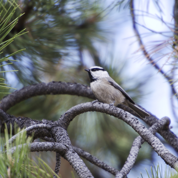 Parus gambeli