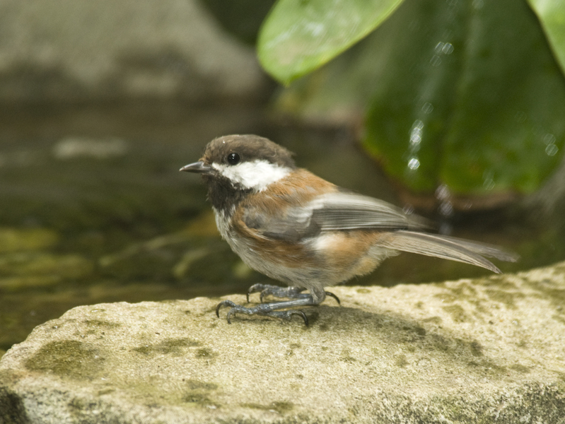 chickadee9396