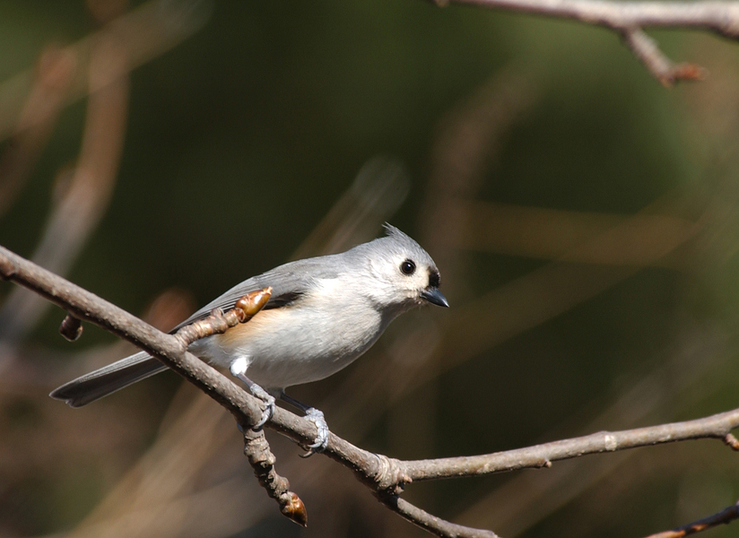 titmouse3663