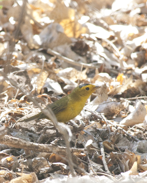 Wilsonswarbler0764