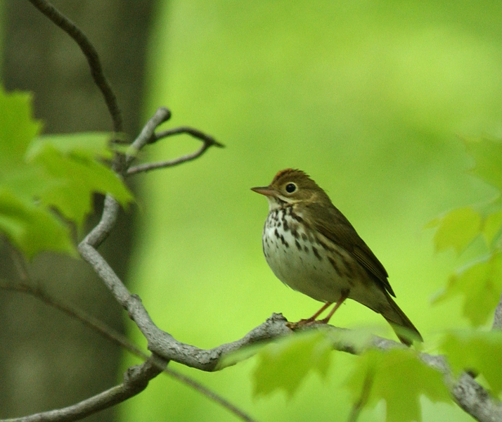 Parulidae