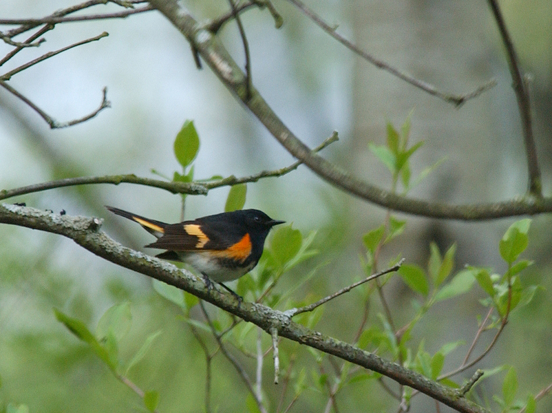 redstart4278