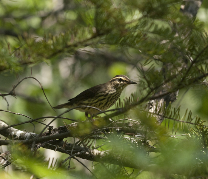 waterthrush2873