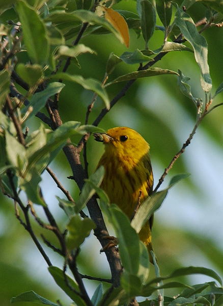 yellow_warbler5313