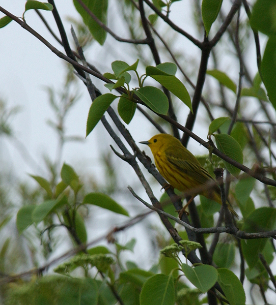 Passeriformes