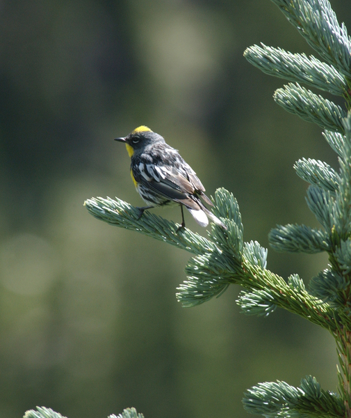 Passeriformes