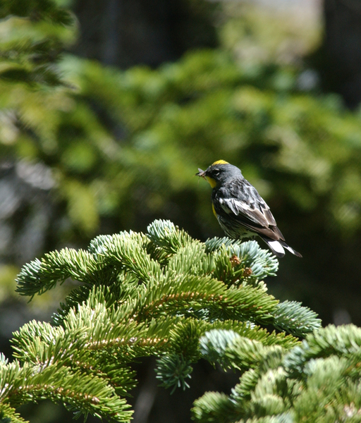 Dendroica coronata