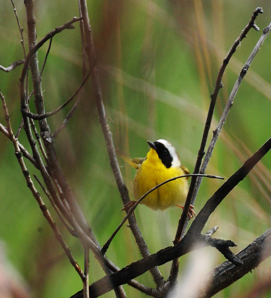 yellowthroat7318