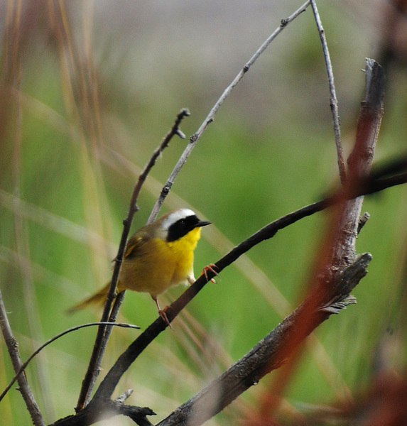 yellowthroat7320