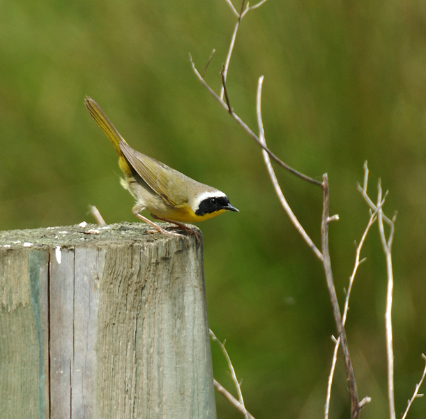 yellowthroat7550