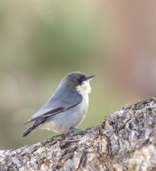 Passeriformes