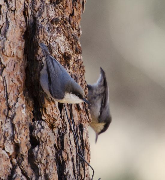 pygmynuthatch7200