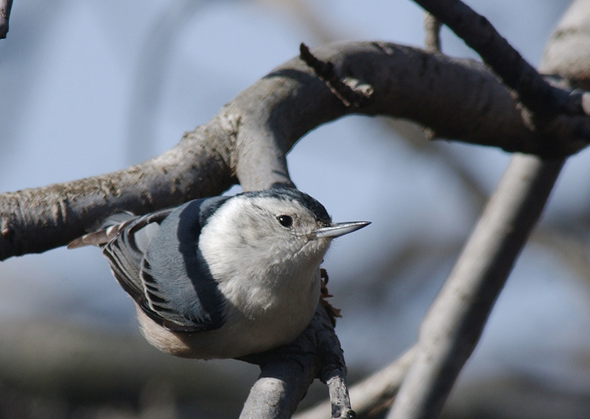 Passeriformes