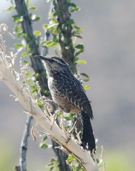 Passeriformes