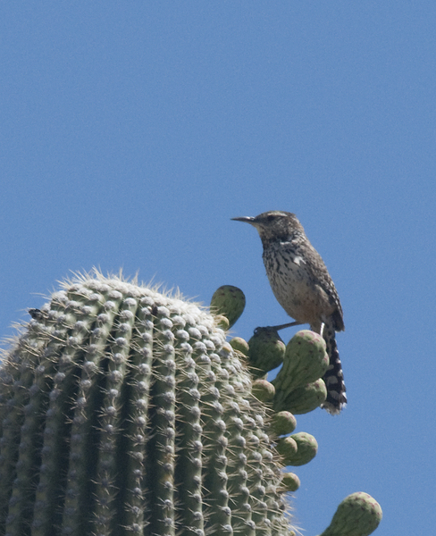 Passeriformes