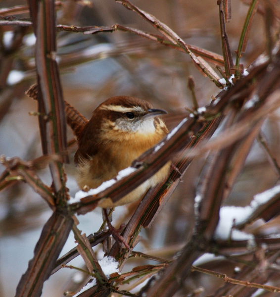 Passeriformes