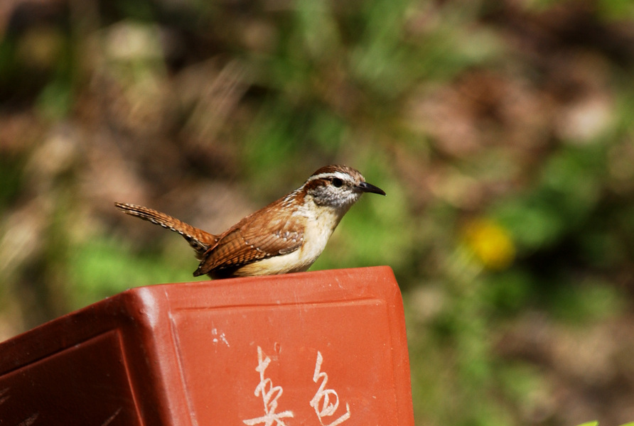 Troglodytidae