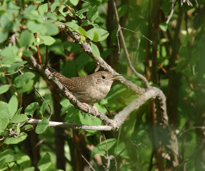 Passeriformes