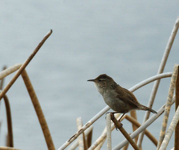 Cistothorus palustris