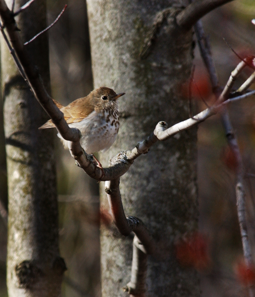 Turdidae