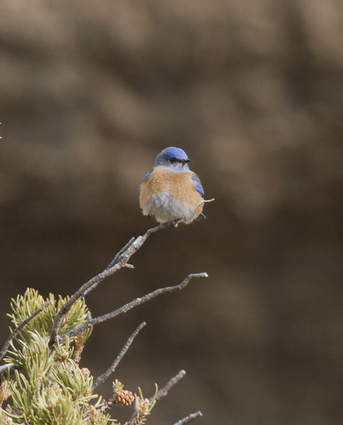 Passeriformes