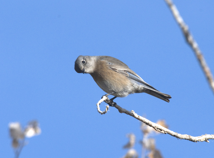 Passeriformes